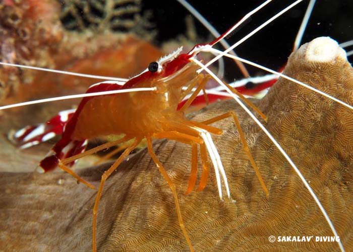 photo macro à Nosy Be